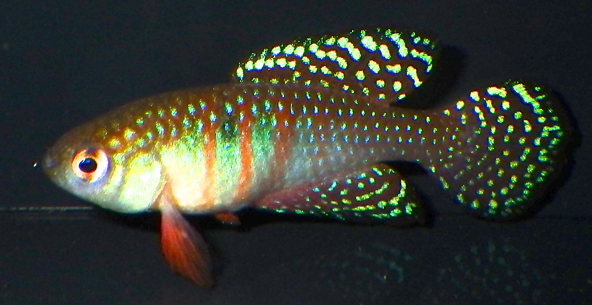 Hypsolebias magnificus