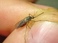 Ochlerotatus