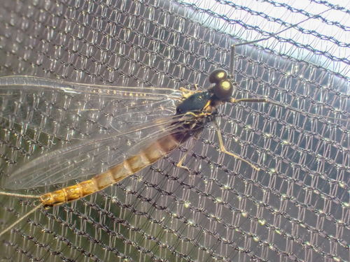Ameletus celer