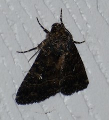 Condica albigera