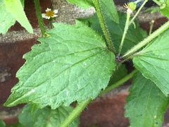 Galinsoga quadriradiata