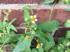Galinsoga quadriradiata