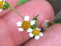 Galinsoga quadriradiata