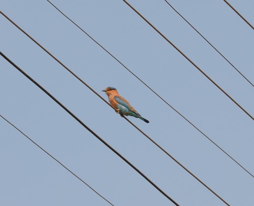 Indian Roller