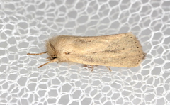 Bathytricha truncata