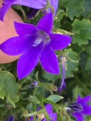Campanula poscharskyana