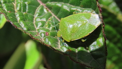 Chinavia pallidoconspersa