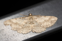 Syneora acclinis