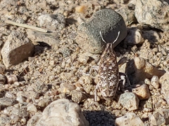 Cyphocleonus achates