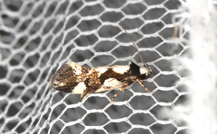 Machetis aphrobola