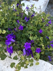 Campanula poscharskyana