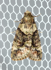 Pherechoa crypsichlora