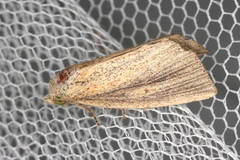 Lophocalama neuritis