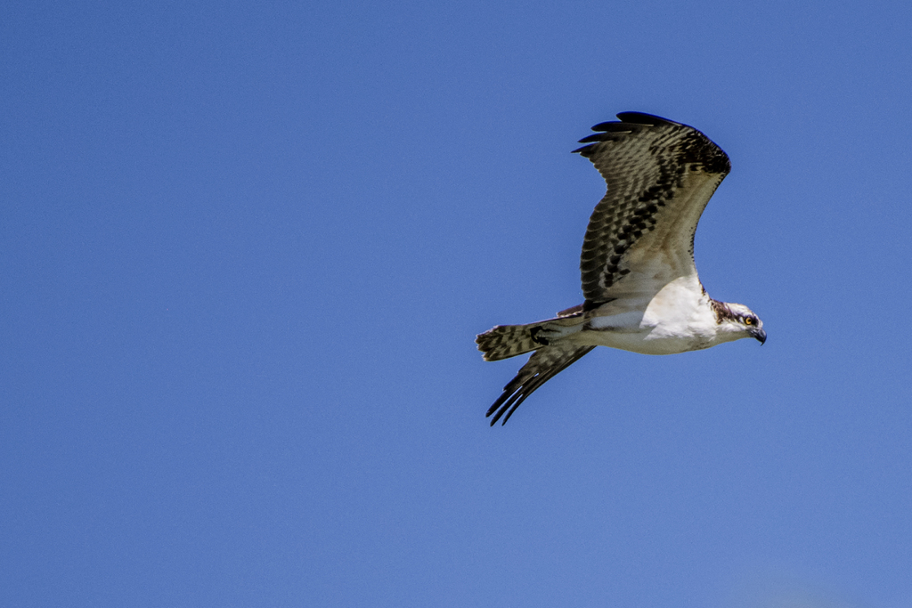 Osprey from Henderson Bird Viewing Preserve, Henderson, NV, USA on ...