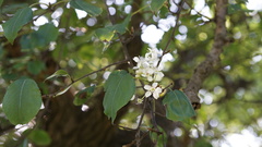 Pyrus betulifolia