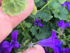 Campanula poscharskyana