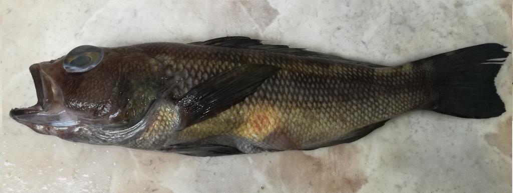 Flag Serrano