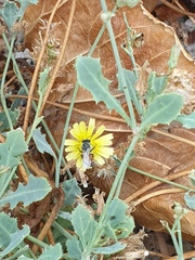 Apis florea