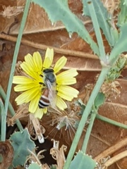 Apis florea