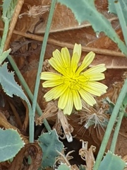 Launaea nudicaulis