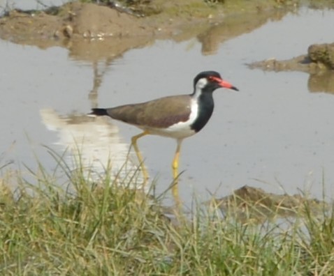 Red-wattled Lapwing