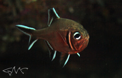 Trachichthys australis