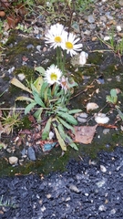 Aster alpinus vierhapperi