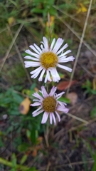 Aster alpinus vierhapperi