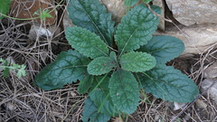 Rehmannia glutinosa