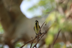 Cinnyris asiaticus