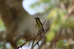 Cinnyris asiaticus