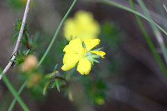 Hibbertia cistiflora