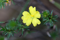 Hibbertia cistiflora