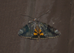 Catocala micronympha