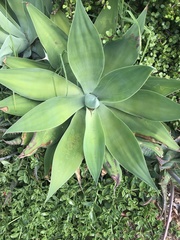 Agave mitis
