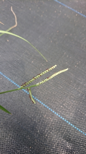 Image of Paspalum orbiculare by (c) 沈玟伶(Wen-Ling Shen), some rights reserved (CC BY)
