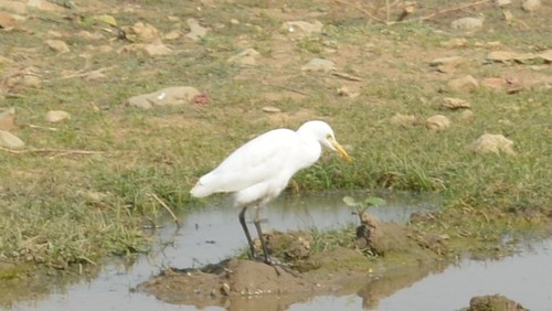 Eastern Cattle-Egret