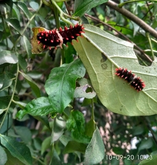 Pachliopta aristolochiae