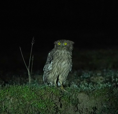 Brown Fish-Owl (Ketupa zeylonensis)