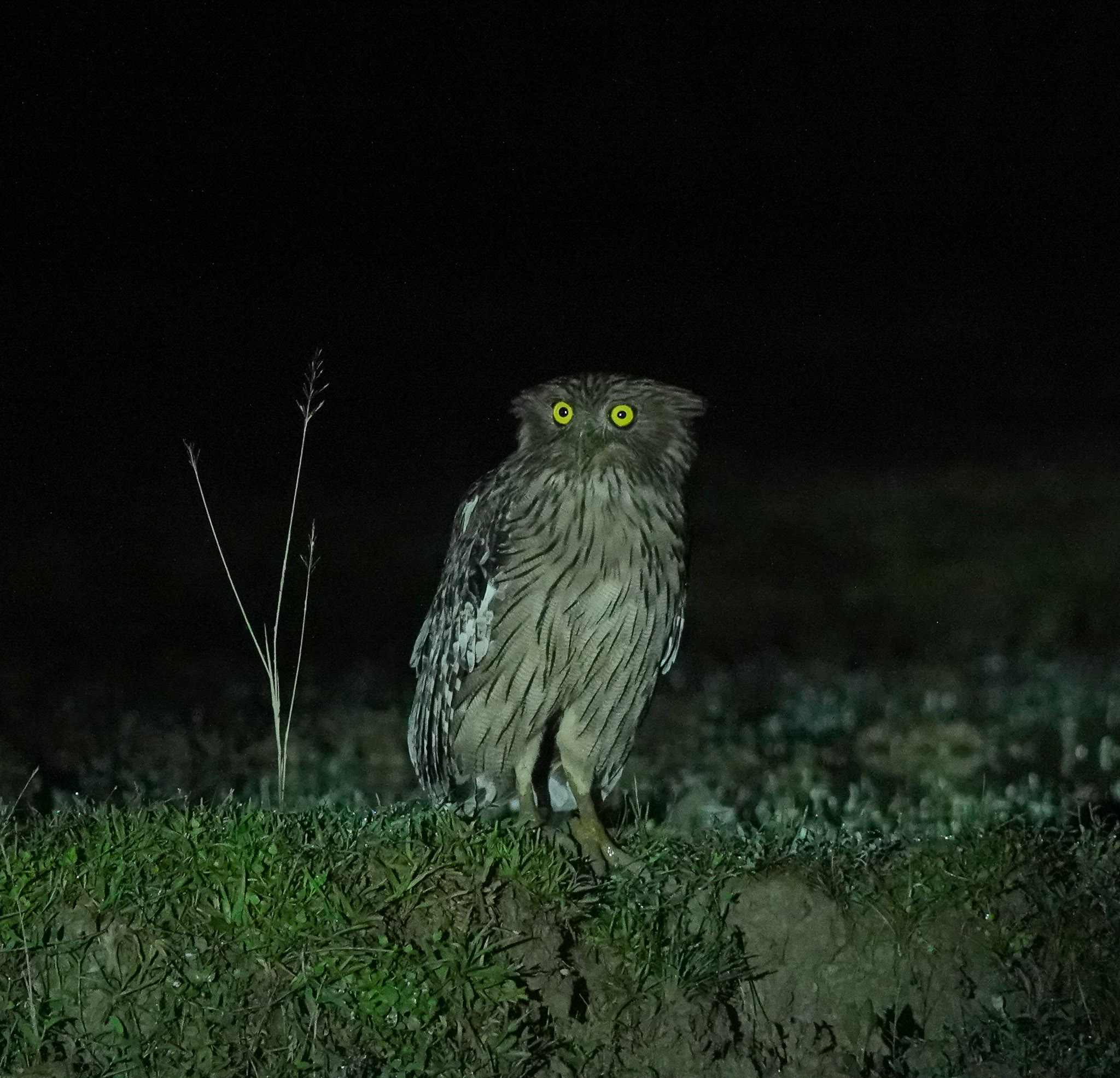 Brown Fish-Owl illustration