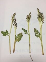 Botrychium michiganense