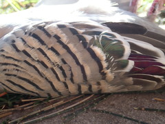 Ocyphaps lophotes