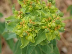 Euphorbia oblongata