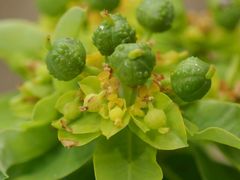 Euphorbia oblongata