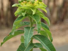 Euphorbia oblongata