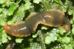 Arthurdendyus triangulatus