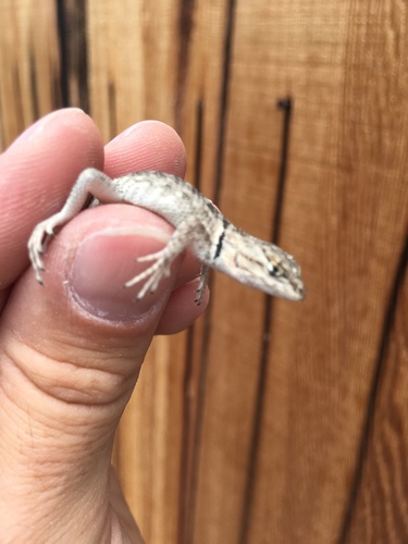 iNaturalist observation photo of Desert Spiny Lizard