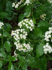 Ageratina altissima