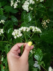 Ageratina altissima