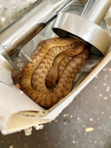 Brown Tree Snake sighting